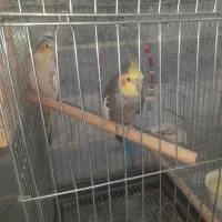 عروس هلندی دستی سخنگو|پرنده|کرج, کیانمهر|دیوار