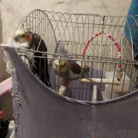 عروس هلندی نر