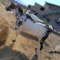 بز سومالی و پاکستانی
