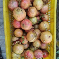 انار خطی جون از باغدار بخر