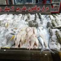 ماهی دریایی تازه تازه