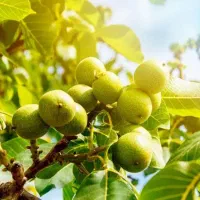 نهال  با ضمانت نامه هرساله بار می‌دهد