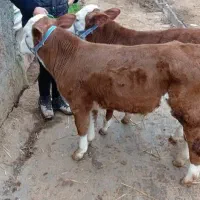 تولیدکننده وفروشنده گوساله