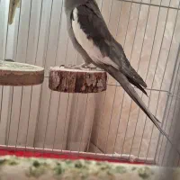 عروس هلندی نربزرگ و درجه یک|پرنده|بروجرد, |دیوار