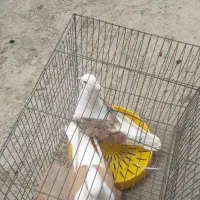 ی جفت پرندع لون