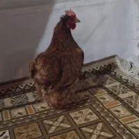 مرغ تخم کن