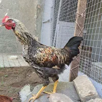 خروس محلی جوان مناسب نگهداری و خون کردن