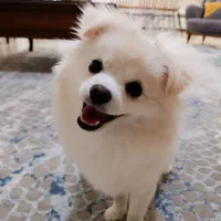 سگ پامر