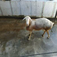 قوچ چینی اصیل|حیوانات مزرعه|دینور, |دیوار