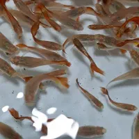 گوپی درشت سنگاپوری ،فرانسوی