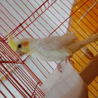 عروس هلندی نر کاملا دستی با قفس