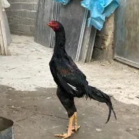 اوشامو ۶ماهه