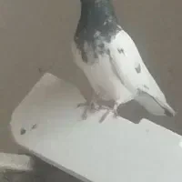 اول پایین را بخوان