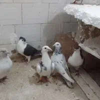 کفتر پرشی|پرنده|شیروان (خراسان), |دیوار