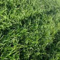 تیم نشا بذر دستگاهی سبدی طارم بهنام امرالهی