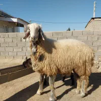 فروش دو راس قوچ