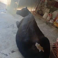 گاو گوساله افتاده|حیوانات مزرعه|ایجرود, |دیوار