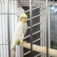 فروش عروس
