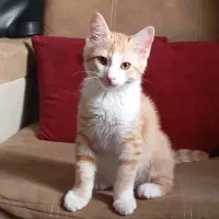 گربه بازیگوش واگزاری|گربه|پرند, فاز ۶|دیوار