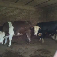 فروش دو راس گوساله یکی نر یکی ماده