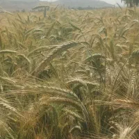 فروش یک تون گندم تریتیکاله