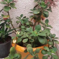 گل طبیعی|گل و گیاه طبیعی|تربت جام, والفجر|دیوار