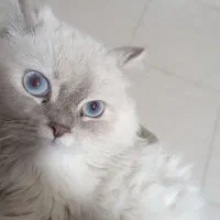 گربه|گربه|قدس, شهرقدس|دیوار