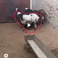 فروش ۵راس بره ماده هترو