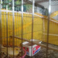 قناری جفت روتخم