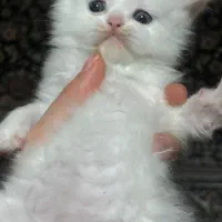 گربه پرشین سفید|گربه|مرودشت, بیست متری بیمارستان|دیوار