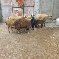 ۴عددگوسفندجوان بره دار|حیوانات مزرعه|مشگین شهر, |دیوار