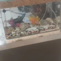 اکواریوم شیشه خم همراه با ماهی