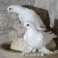 کبوتر