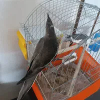 عروس هلندی وایت فیس شاه تخم|پرنده|پاکدشت, پاکدشت (مامازند)|دیوار