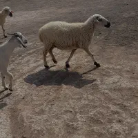 گوسفند