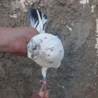 کبوتر نر