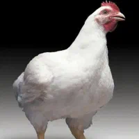 استخدام کارگر مرغداری گوشتی