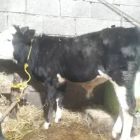 گوساله نر سیمینتال