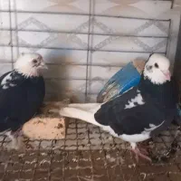 کبوتر|پرنده|سوسنگرد, |دیوار