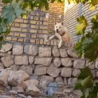 سگ سرابی معاوضه با