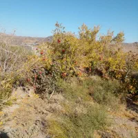 خار زنی و هرس درختان باقیچی و اره برقی