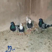 کبوتر|پرنده|شیروان (خراسان), |دیوار