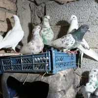 کبوتر