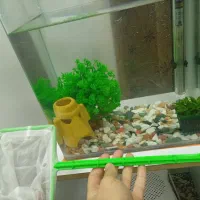 آکواریوم شیشه خم با اسکار|ماهی|قزوین, |دیوار