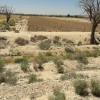 زمین کشاورزی|فروش دفتر صنعتی، کشاورزی، تجاری|شاهرود, |دیوار