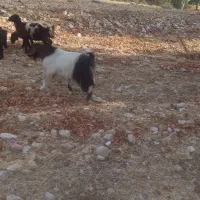 فروش یه راس چپش جوان نژاد دار و سرحال|حیوانات مزرعه|لوداب, |دیوار