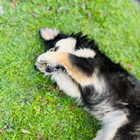 فروش. سگ|سگ|فومن, |دیوار