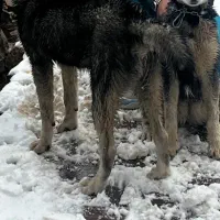 توله سگ هاسکی