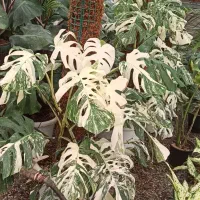 گل و گیاه خاص برای سخت پسندان