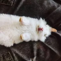 گمشده|حیوانات|سنندج, |دیوار